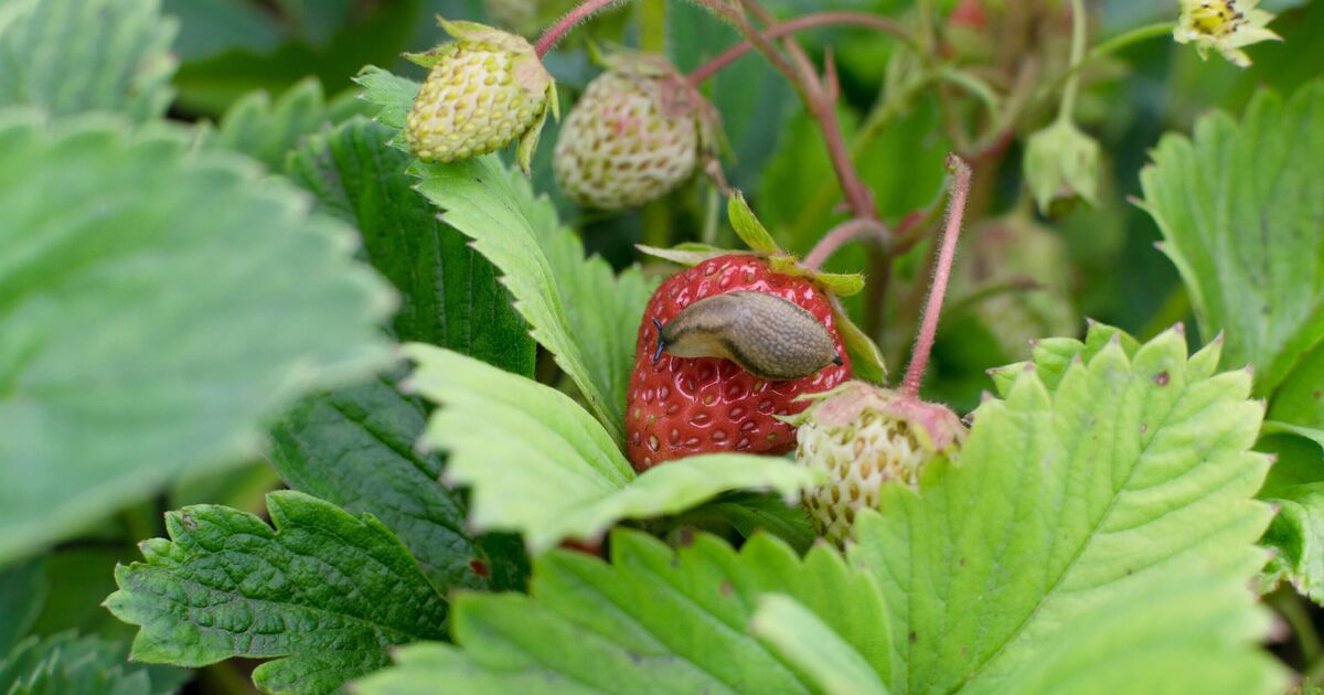 Protéger les fraises des limaces et des oiseaux en utilisant la méthode 12p