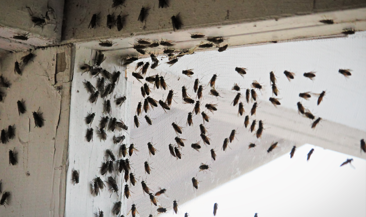Blackflies grouillant dans un coin de construction