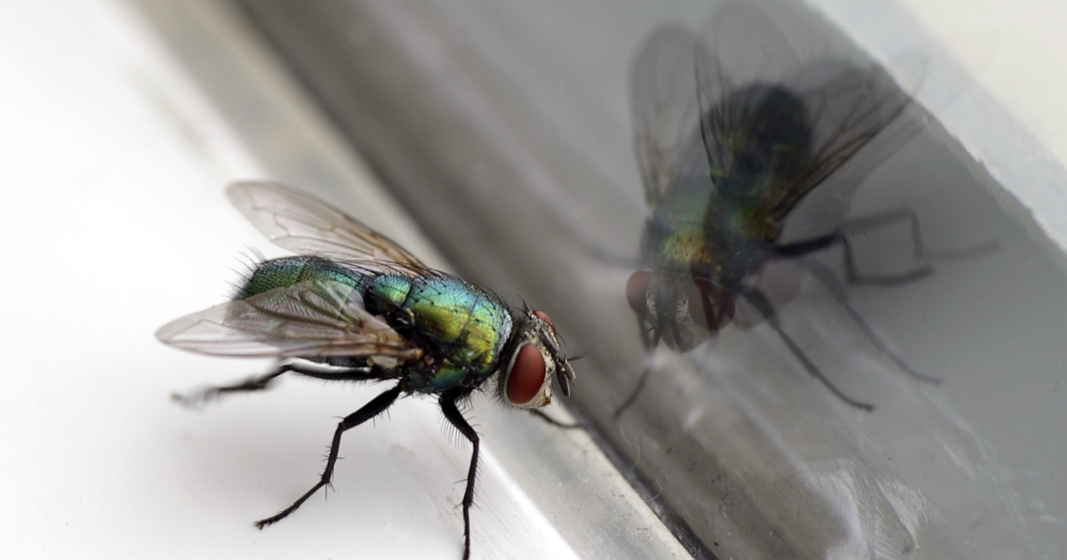 Les mouches de maison ennuyeuses quitteront votre maison pour de bon en remplissant un bol avec 2 ingrédients