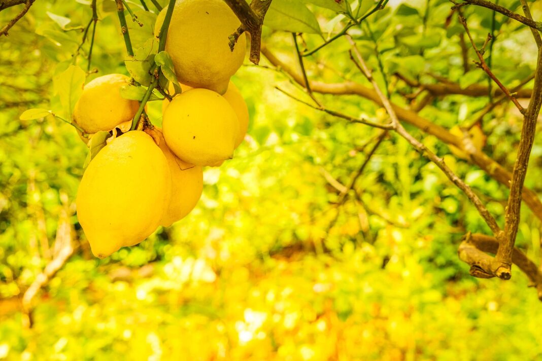 Citrogerie avec des fruits