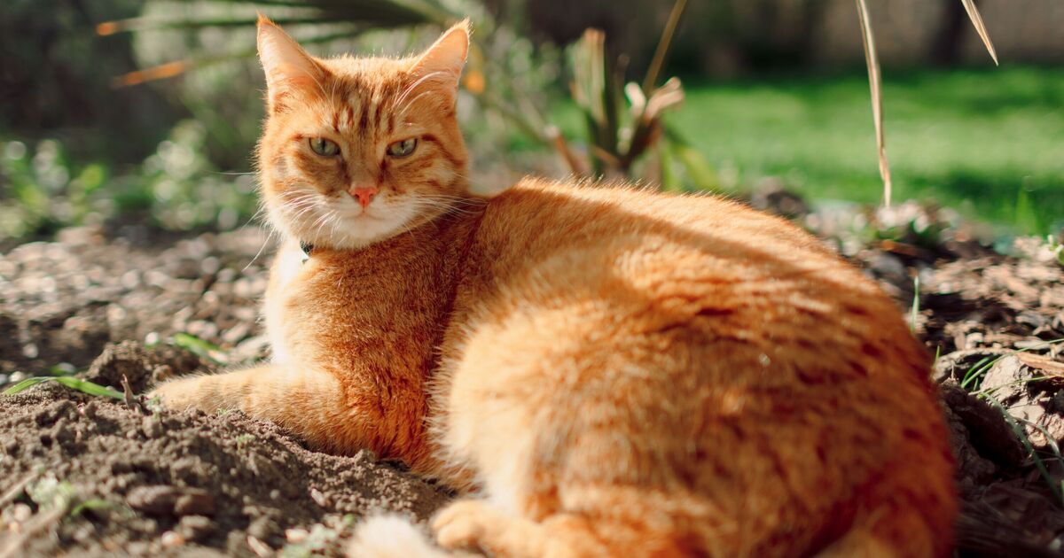 Arrêtez les chats caca dans votre jardin pour de bon avec 1 méthode naturelle, ils «éviteront»
