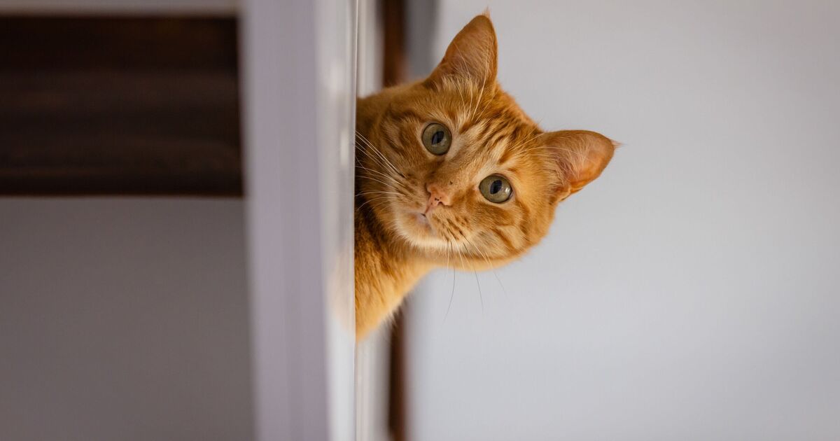 Le comportementiste pour animaux de compagnie explique la vraie raison pour les chats meo à vous - «Ce n'est pas un signe d'affection»