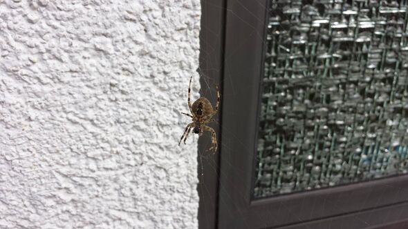 Araignée sur le mur Araignée sur le mur