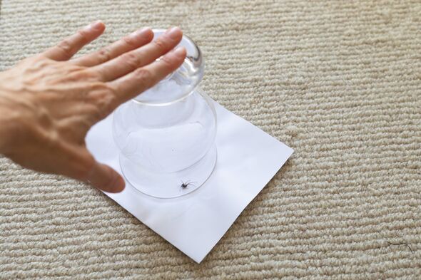 Placer un pot ou une tasse sur l'araignée, glisser un morceau de papier plié sous le pot et sortir l'araignée de la maison avec Placer un pot ou une tasse sur l'araignée, glisser un morceau de papier plié sous le pot et sortir l'araignée de la maison avec