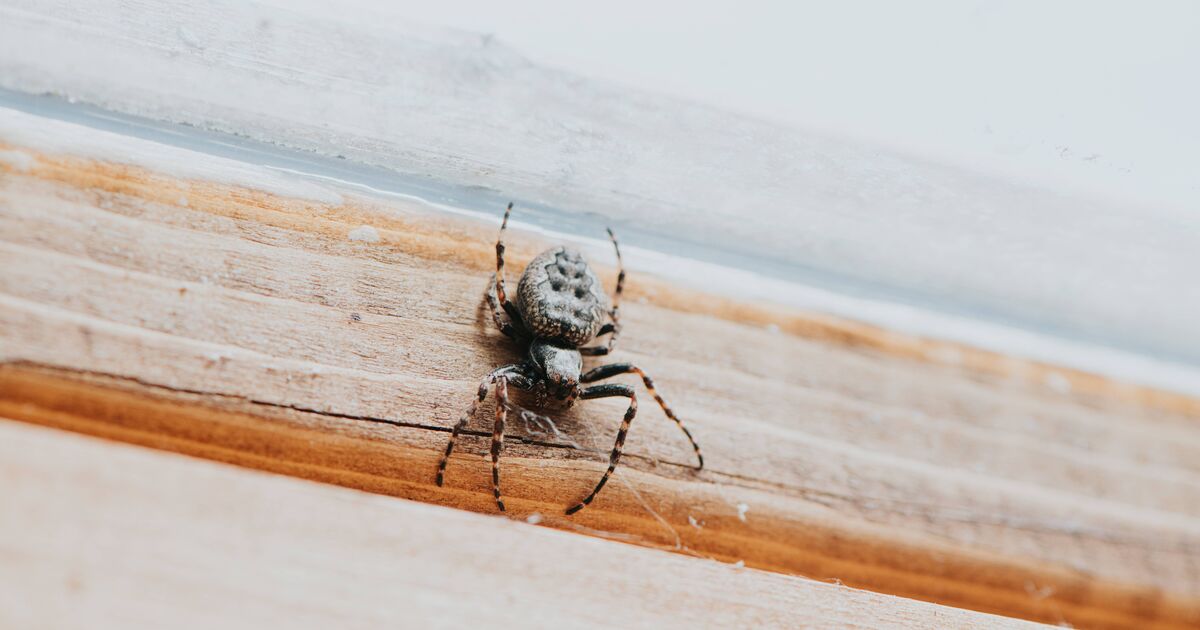 Les araignées n'envahiront pas les maisons même pendant la saison des mates si vous achetez 20p ingrédient