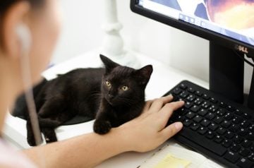Une femme utilise un ordinateur de bureau avec un chat à proximité.