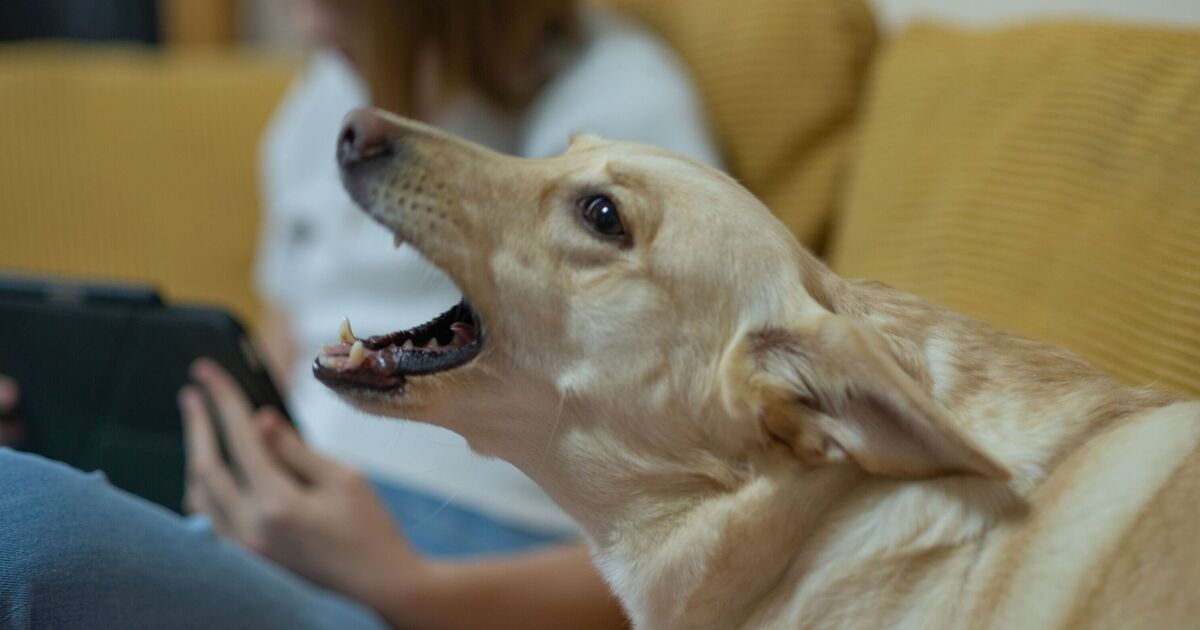 Dog Trainer partage un conseil pour arrêter les animaux de compagnie aboyant `` comme un fou '' quand ils entendent des bruits à l'extérieur