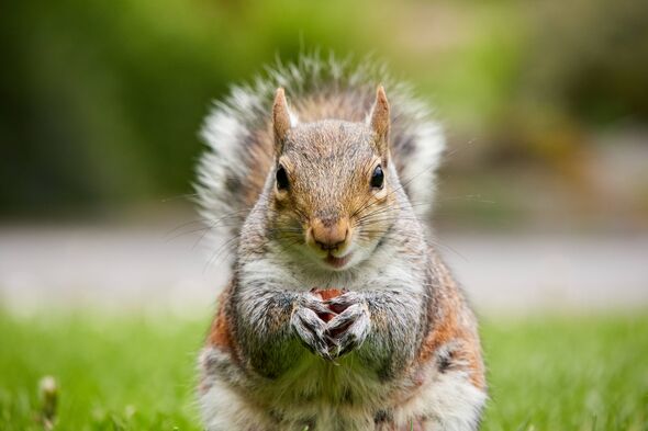 Un écureuil gris dans les jardins botaniques