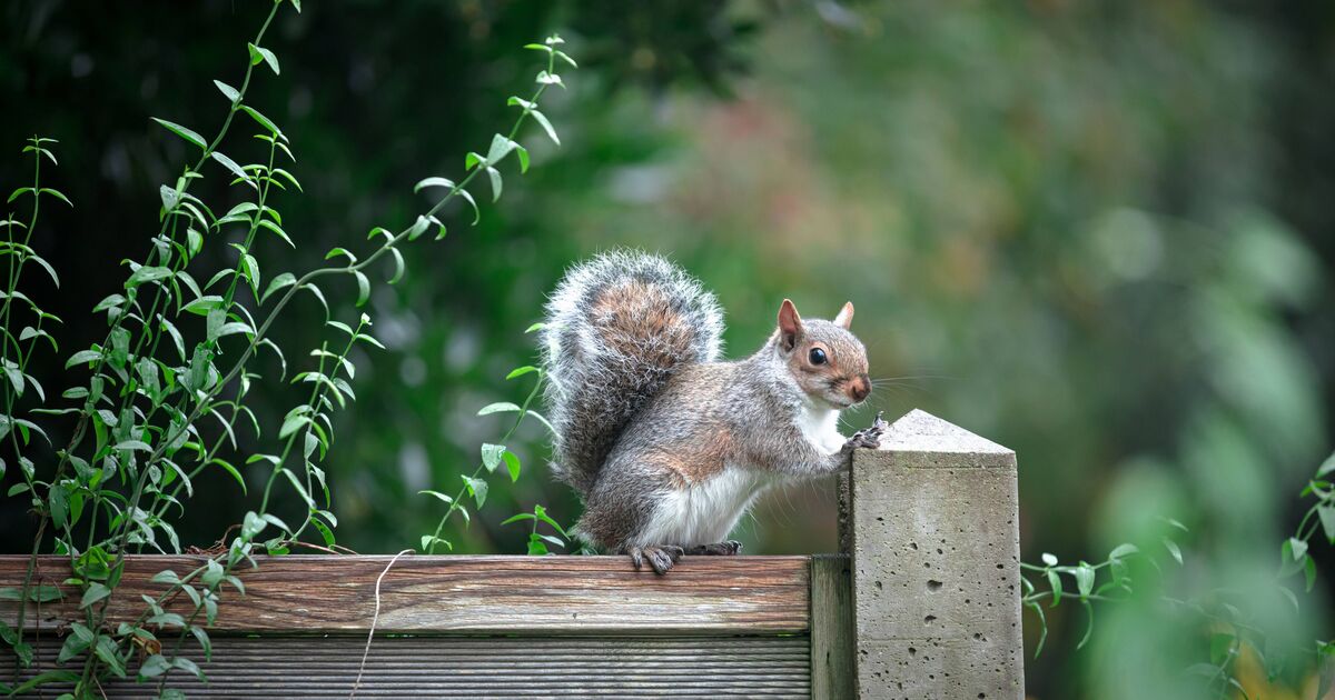 Arrêtez les écureuils à manger votre nourriture pour oiseaux de jardin avec ces conseils