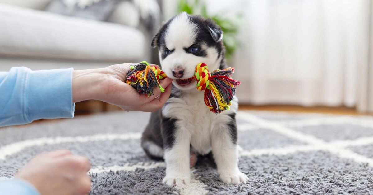Les chiots de dentition se sentiront apaisés `` instantanément '' avec un simple tour de serviette