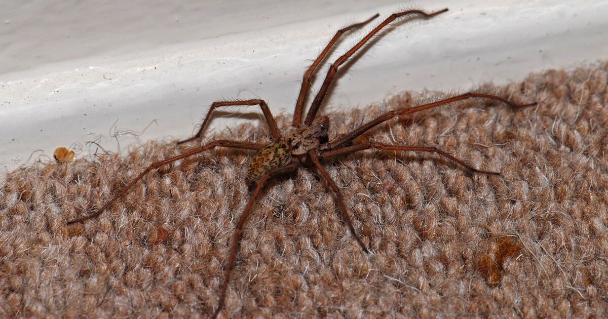 Les araignées et les mouches seront dissuadées par 3 solutions «magiques» qui servent de parfums à domicile