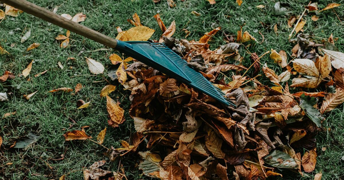 Les jardiniers ont averti de ne pas retirer les feuilles tombées cette semaine