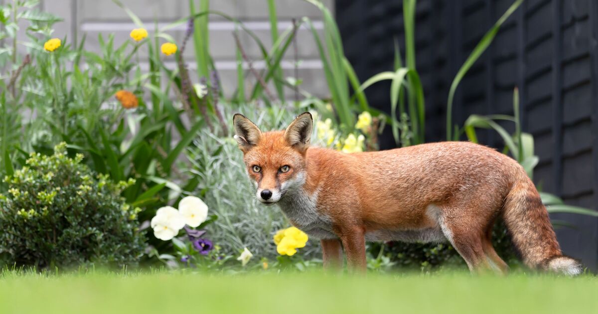 Les renards se tiendront à l'écart des jardins et resteront à l'écart si un reste de nourriture est répandu à l'extérieur.