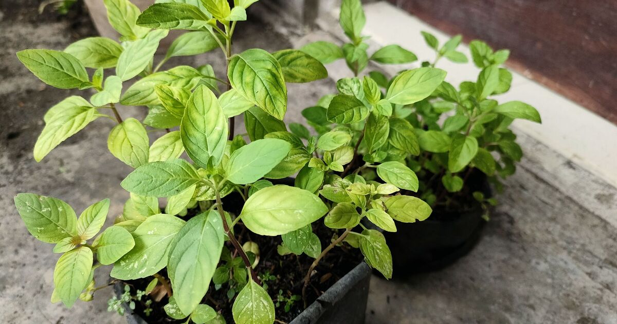 Débloquez la « menthe illimitée » en utilisant une méthode de jardinage simple à 55p