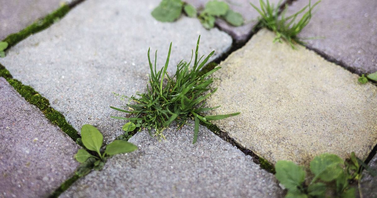 « La seule méthode efficace » pour éliminer les mauvaises herbes de votre jardin avec un seul article