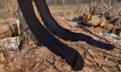 Les ménages britanniques sont invités à mettre leurs vieux collants dans leurs jardins en mars