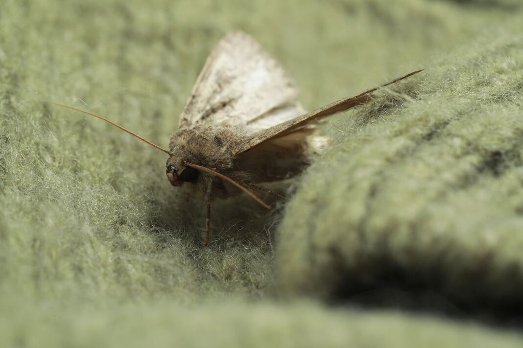 papillon sur un pull tricoté de couleur, gros plan