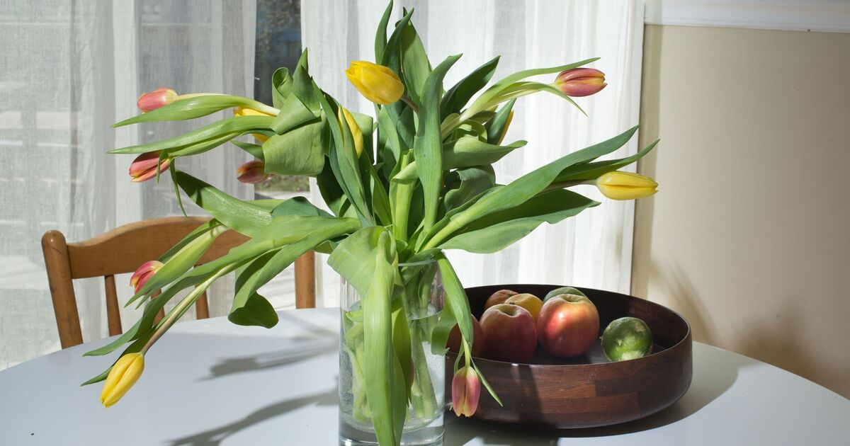 Les tulipes ne s'affaisseront pas dans les vases d'une simple étape avant d'être ajoutées à l'eau – pas de vinaigre