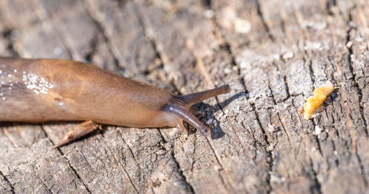 Éloignez les limaces de votre jardin en arrosant vos plantes à des moments bien précis de la journée