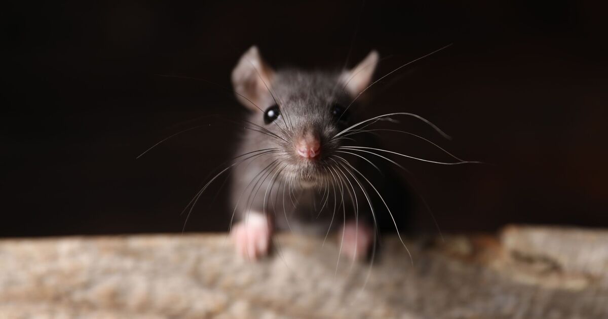 Éloignez les rats de votre maison et de votre jardin avec 3 odeurs qu'ils détestent absolument