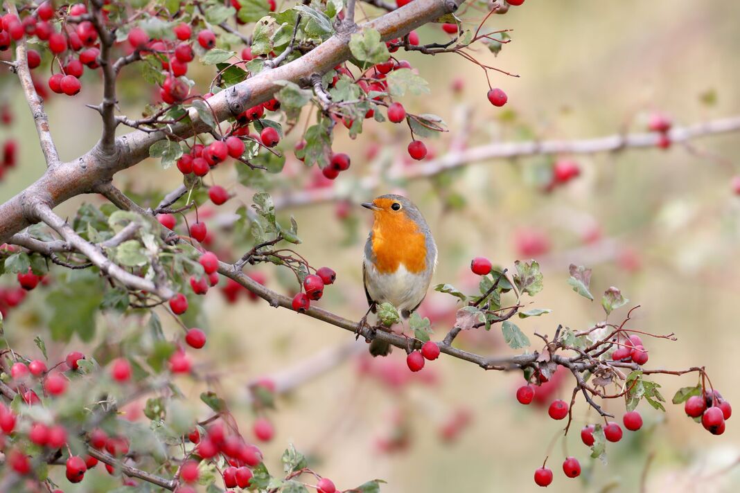 Merle européen (Erithacus rubecula)