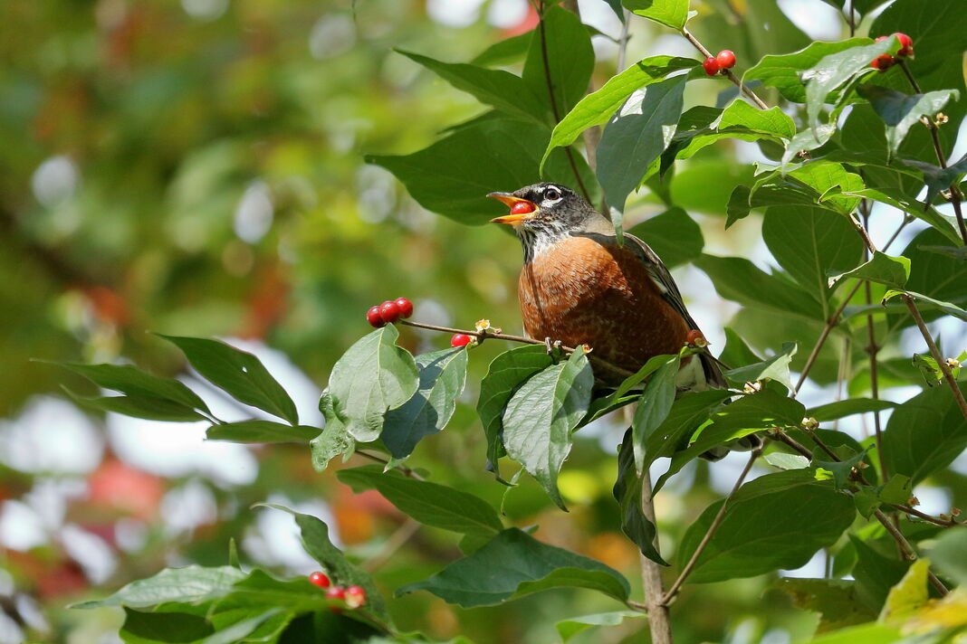Robin mange des baies de chèvrefeuille