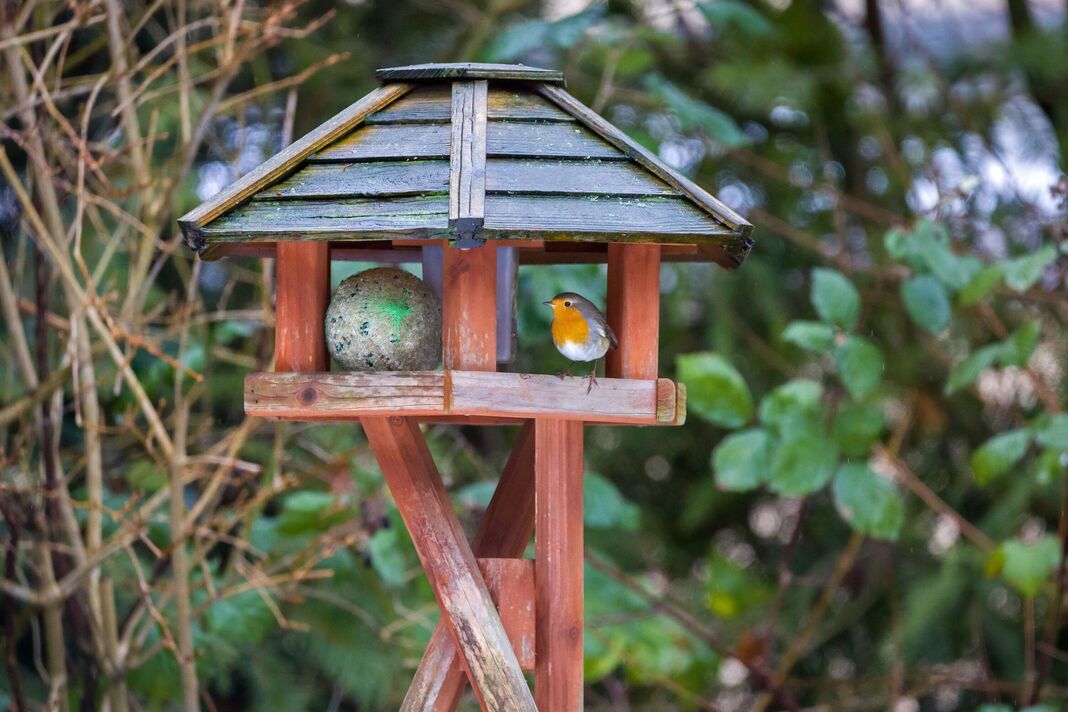 un rouge-gorge par temps pluvieux dans une mangeoire à oiseaux