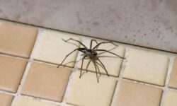 Prévenez les piqûres d&rsquo;araignées avec l&rsquo;ingrédient de base de la cuisine 21p – un répulsif naturel