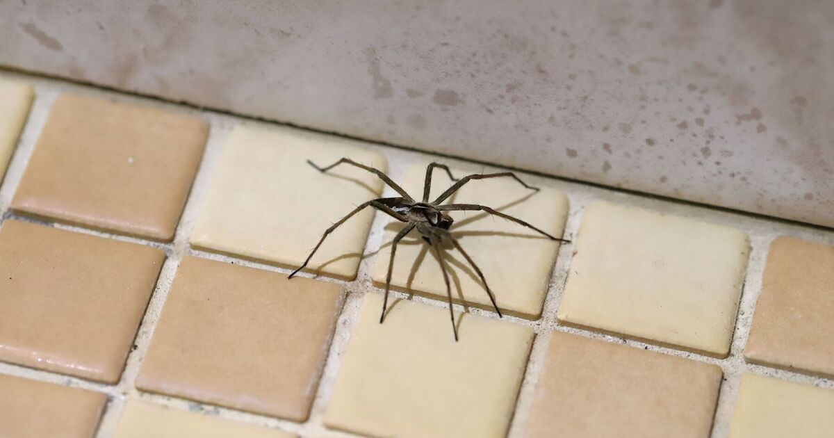 Prévenez les piqûres d'araignées avec l'ingrédient de base de la cuisine 21p - un répulsif naturel