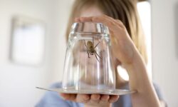 Gardez les araignées hors de votre maison ce printemps en utilisant 3 ingrédients naturels