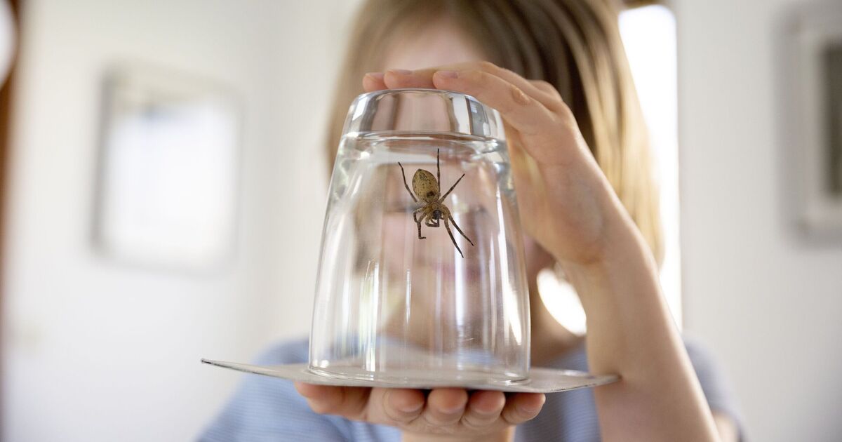 Gardez les araignées hors de votre maison ce printemps en utilisant 3 ingrédients naturels