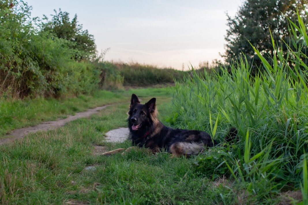 Le berger allemand repose sur un chemin herbeux près des herbes hautes au coucher du soleil dans une zone rurale