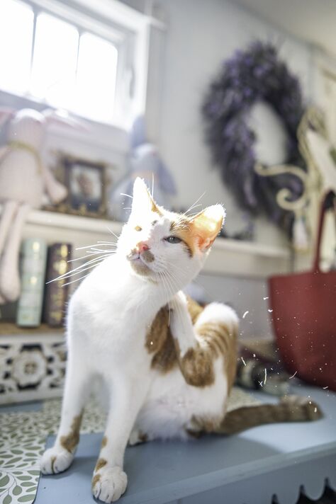 Le chat gratte sa fourrure et ses squames et des particules s'envolent, provoquant des allergies et des débris