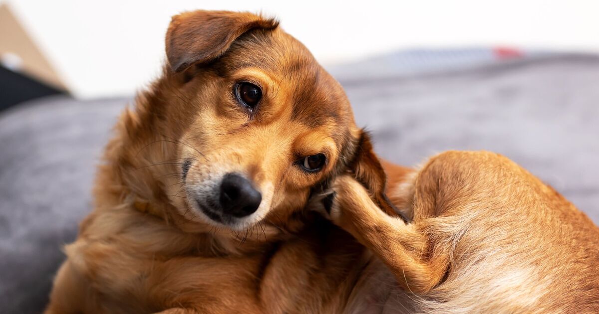 "Je suis vétérinaire : il y a une chose que tous les propriétaires de chiens doivent faire immédiatement à la maison pour arrêter les puces"