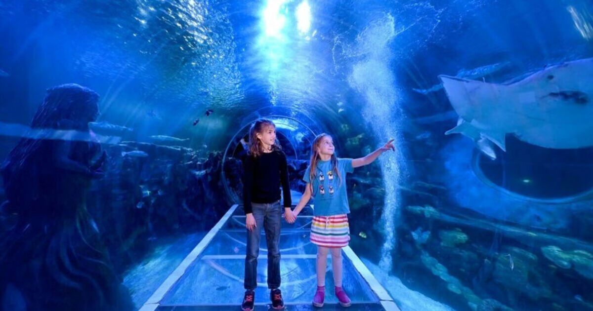 Il ne reste plus qu'un jour pour économiser jusqu'à 82 £ sur les billets familiaux pour Sea Life, Cadbury World et plus encore