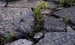 Une méthode bon marché en 3 minutes tue les mauvaises herbes dans votre jardin sans produits chimiques