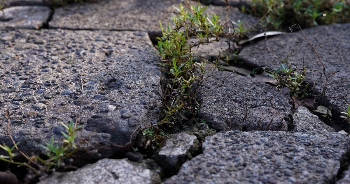 Une méthode bon marché en 3 minutes tue les mauvaises herbes dans votre jardin sans produits chimiques