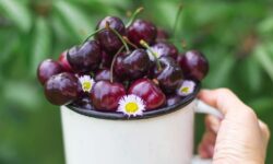 Cerisier de terrasse en pot « incroyable », parfait pour les petits jardins de moins de 30 € dans le cadre de l&rsquo;offre de printemps