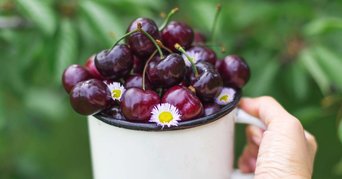 Cerisier de terrasse en pot « incroyable », parfait pour les petits jardins de moins de 30 £ dans le cadre de l'offre de printemps