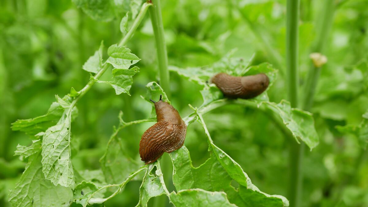 La limace espagnole Arion vulgaris parasite le radis ou le chou de laitue déplace le champ de jardin, mangeant des cultures de plantes mûres, déplaçant une dange brunâtre envahissante