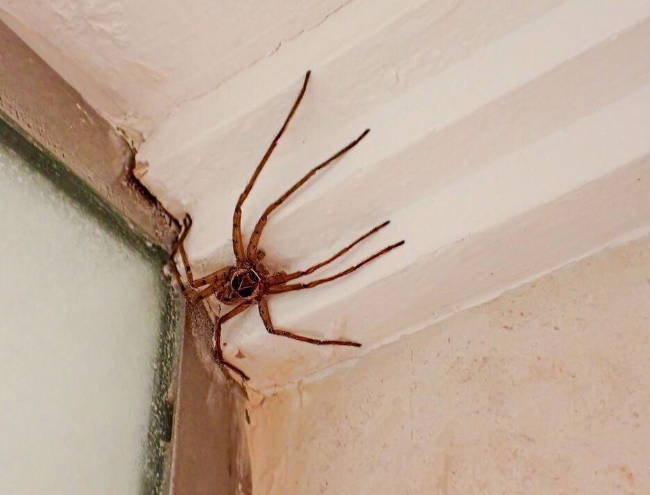 Huntsman Spider accroché au plafond blanc près de la porte de douche givrée dans un environnement domestique intérieur