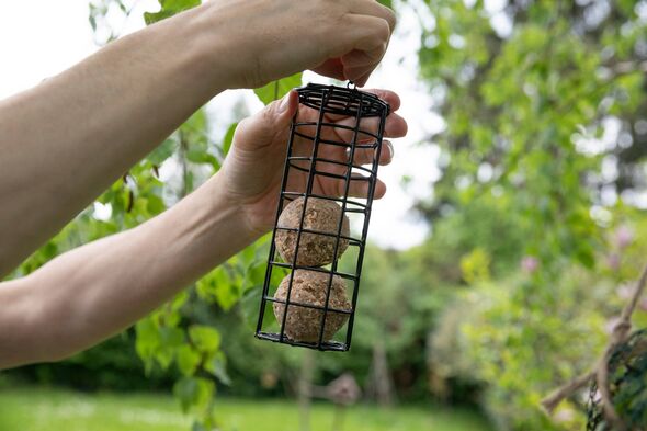 Personne tenant une mangeoire pour oiseaux avec des boules de graisse