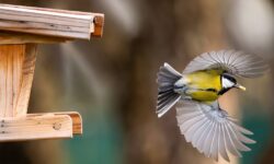 Les jardiniers britanniques sont invités à cesser d&rsquo;utiliser les tables à oiseaux par la RSPB