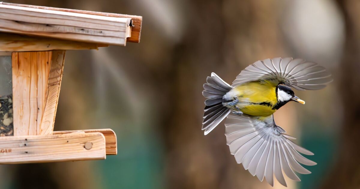 Les jardiniers britanniques sont invités à cesser d'utiliser les tables à oiseaux par la RSPB