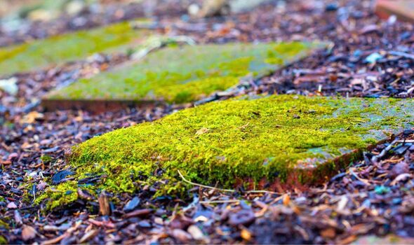 Photo de mousse sur les dalles du patio.