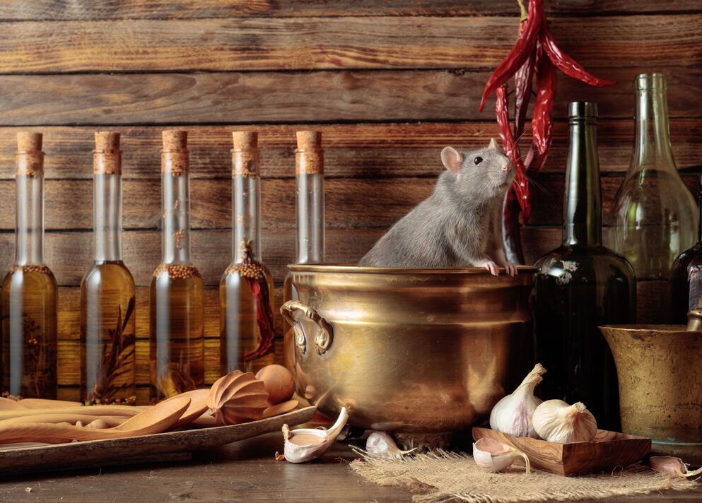 Rat sur une table avec de vieux ustensiles de cuisine. Rat sur une table avec de vieux ustensiles de cuisine.