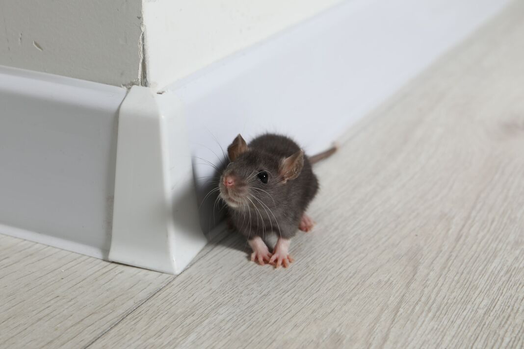 Rat sur le sol près des plinthes à l'intérieur. Lutte antiparasitaire Rat sur le sol près des plinthes à l'intérieur. Lutte antiparasitaire