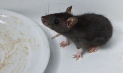 Les rats fuiront votre maison avec un spray naturel composé de 3 produits de base de la cuisine