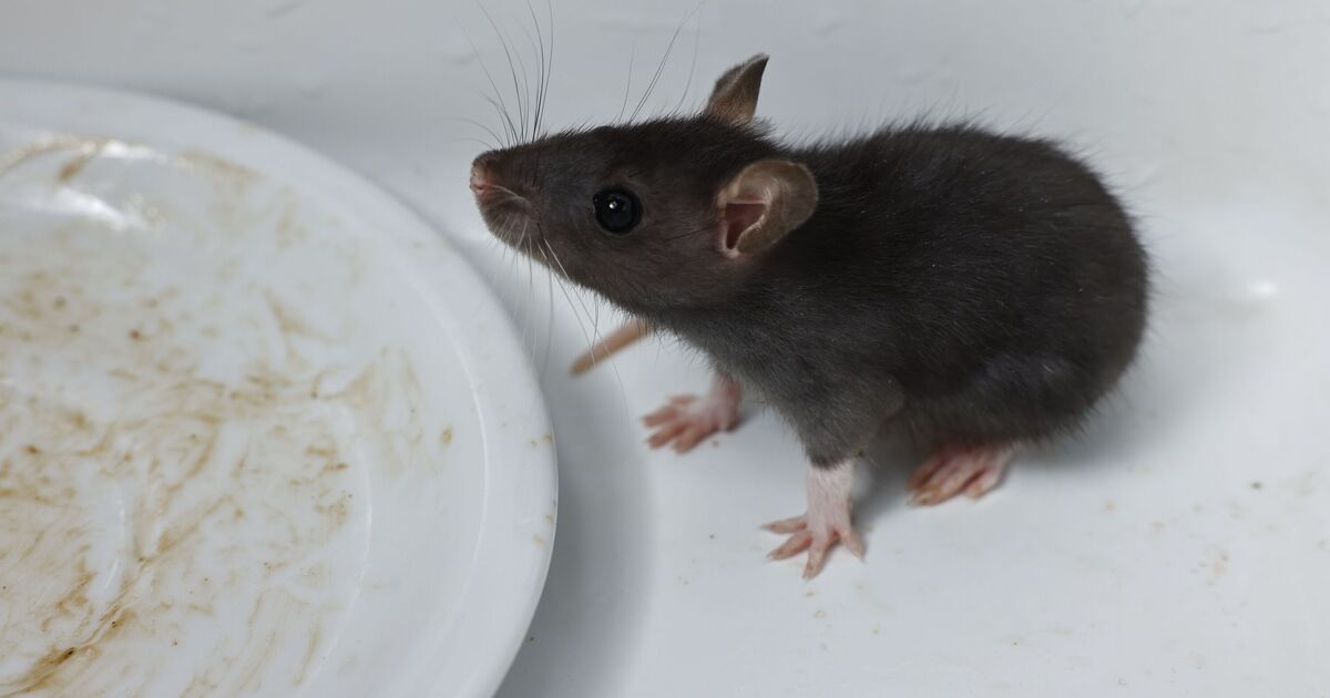 Les rats fuiront votre maison avec un spray naturel composé de 3 produits de base de la cuisine