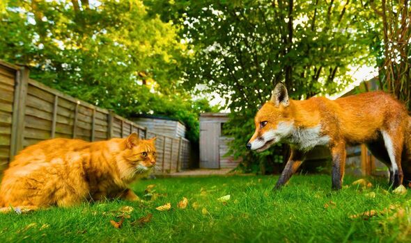 Photo d'un chat et d'un renard territoriaux dans un jardin